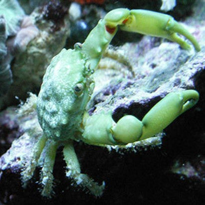 Emerald Crab