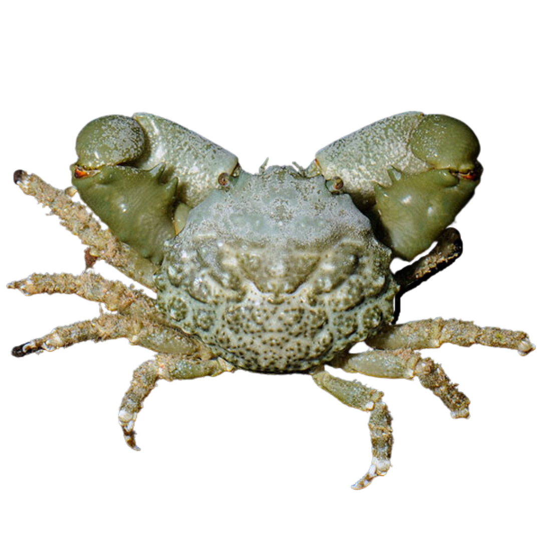 Emerald Crab