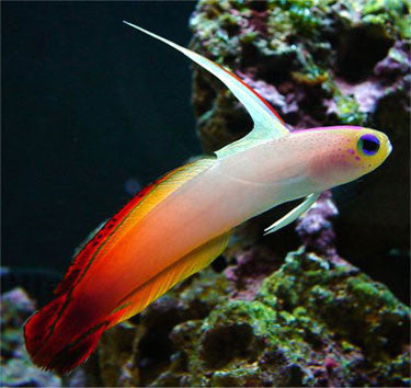 Buy Red Firefish