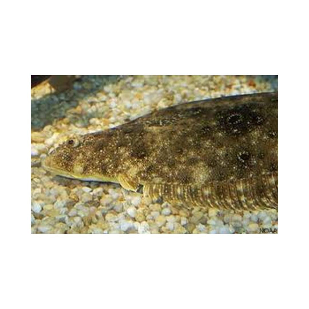 Atlantic Flounder (3-5 inches)