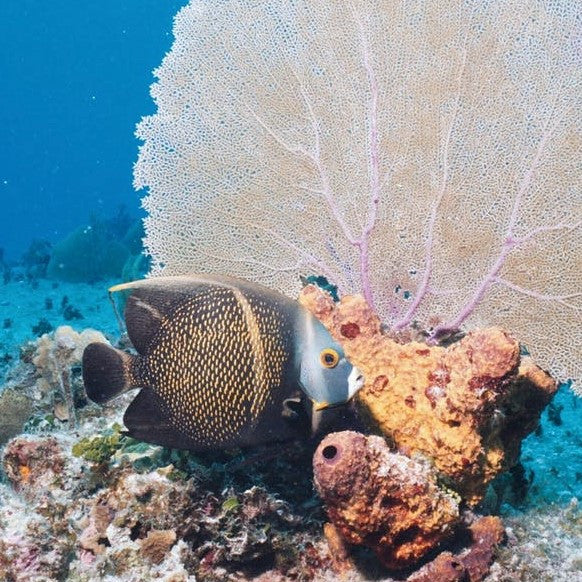 French Angelfish (XL 7-8 inches)