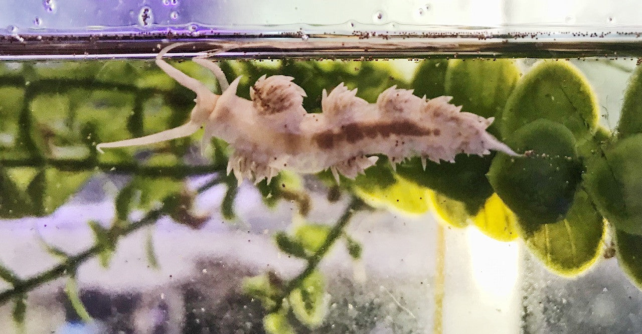 Fringeback Nudibranch