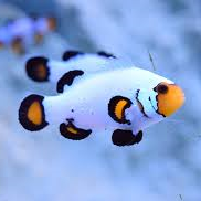 Aquacultured Frostbite Clownfish (small)