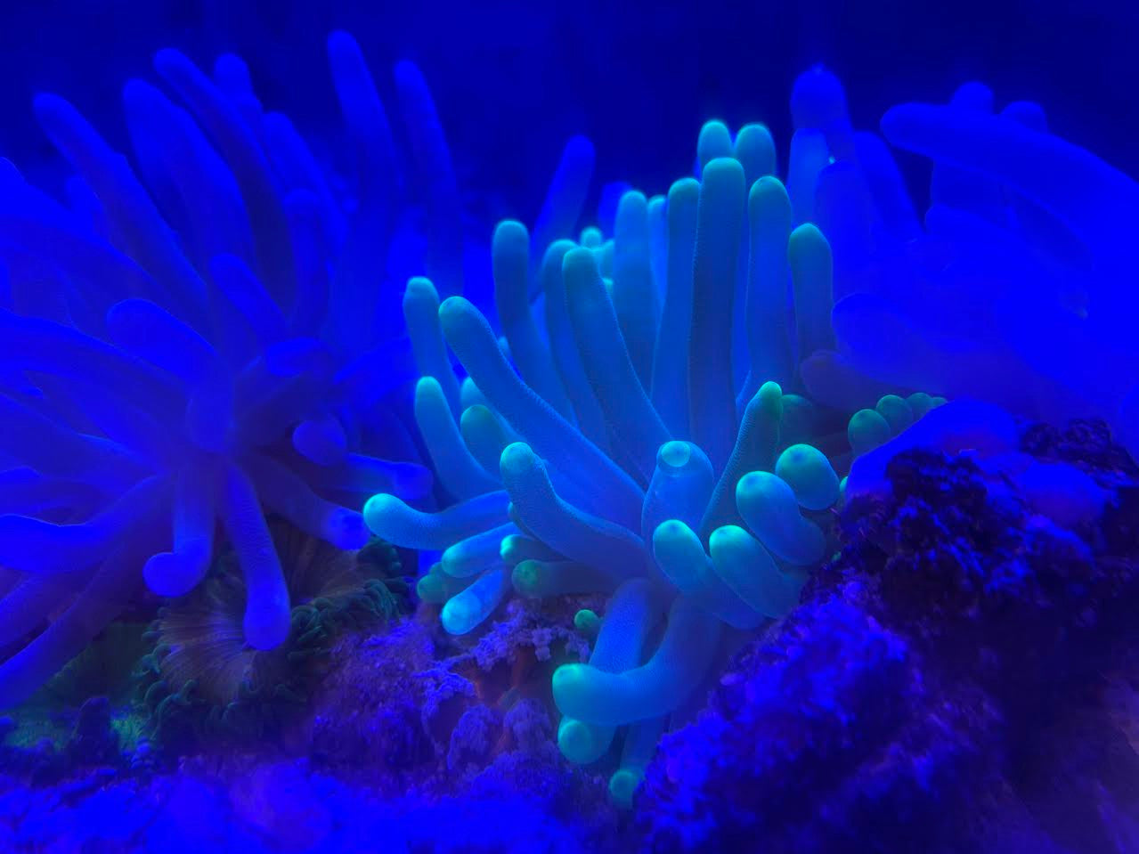 Haitian Green Tip Condylactis Anemone On Sale