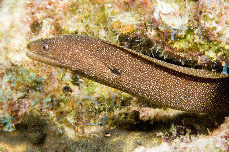 Golden Tail Moray