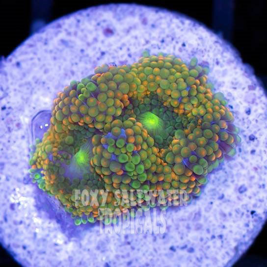 Ricordea Green With Orange Spots ( not on a frag plug)