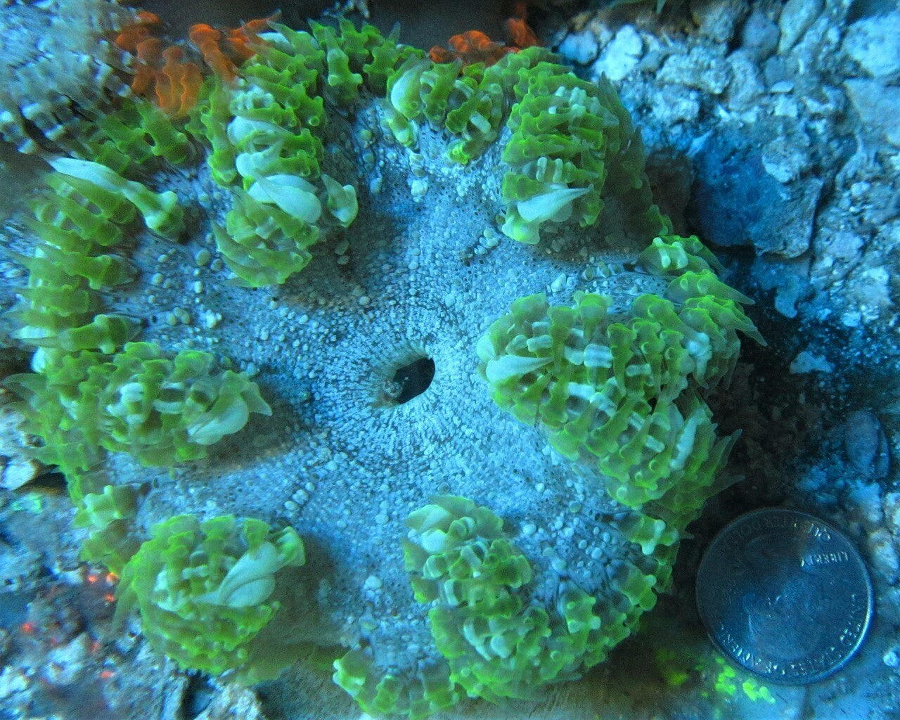 Rock Anemone on Sale
