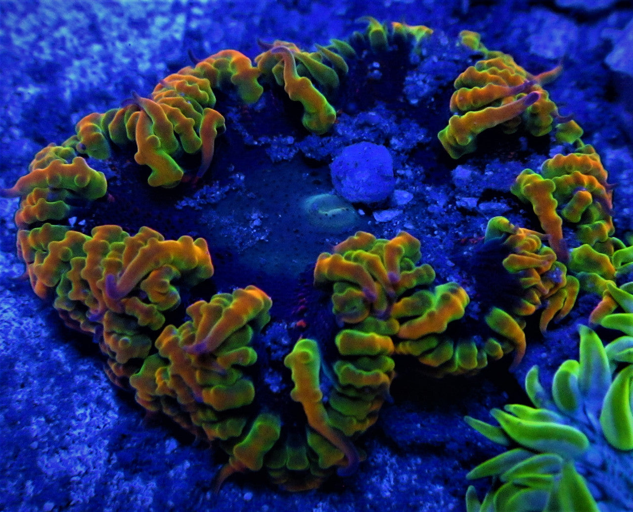 Orange and Green Lace Ultra Rock Flower Anemone