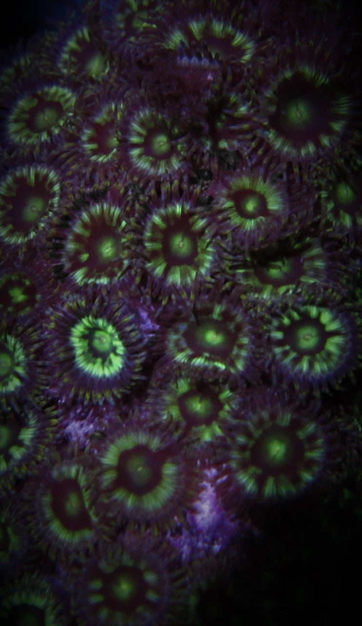 Green Splash Zoo 15+