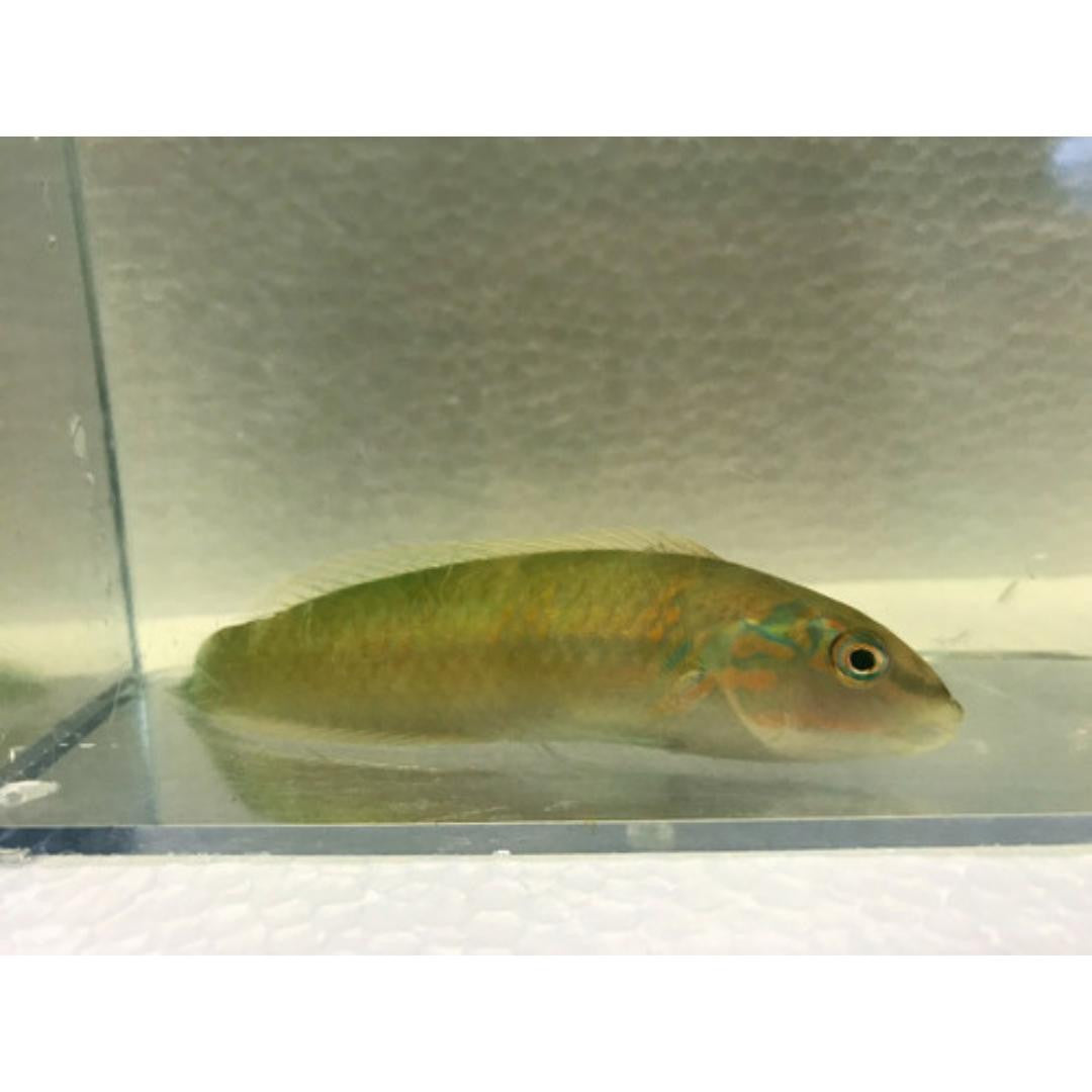 Green Wrasse