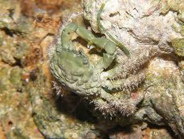 Emerald Crab on Sale