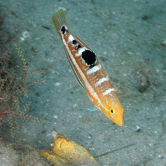 Buy Pudding Wife Wrasse