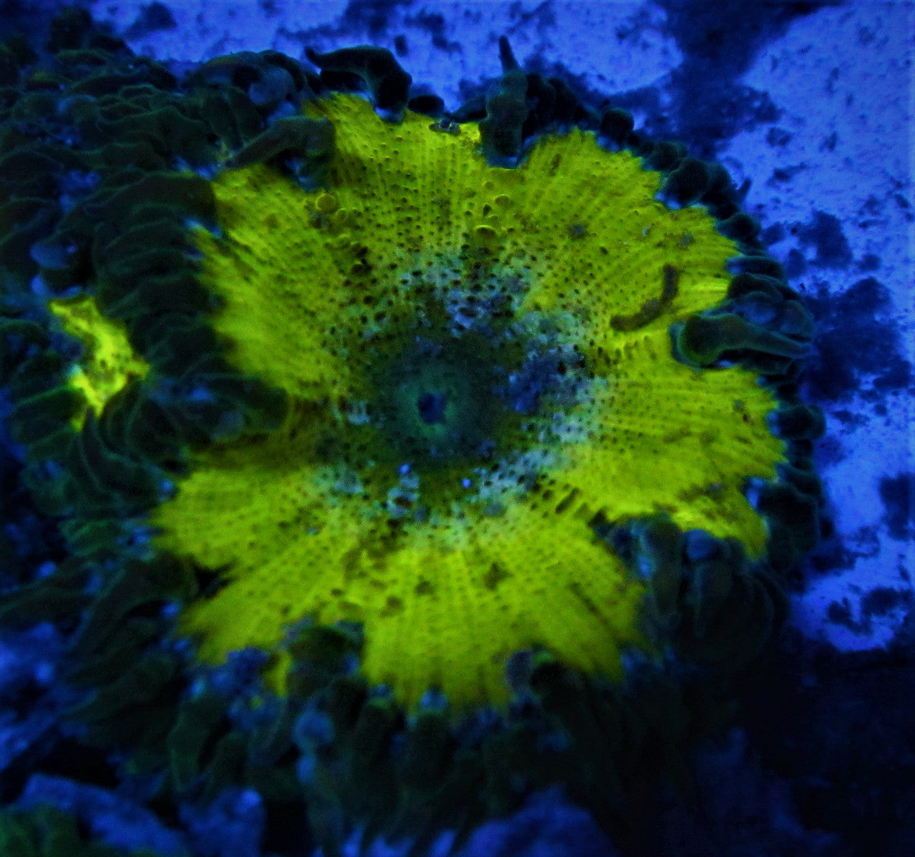 Lemon Lime Ultra Rock Flower Anemone