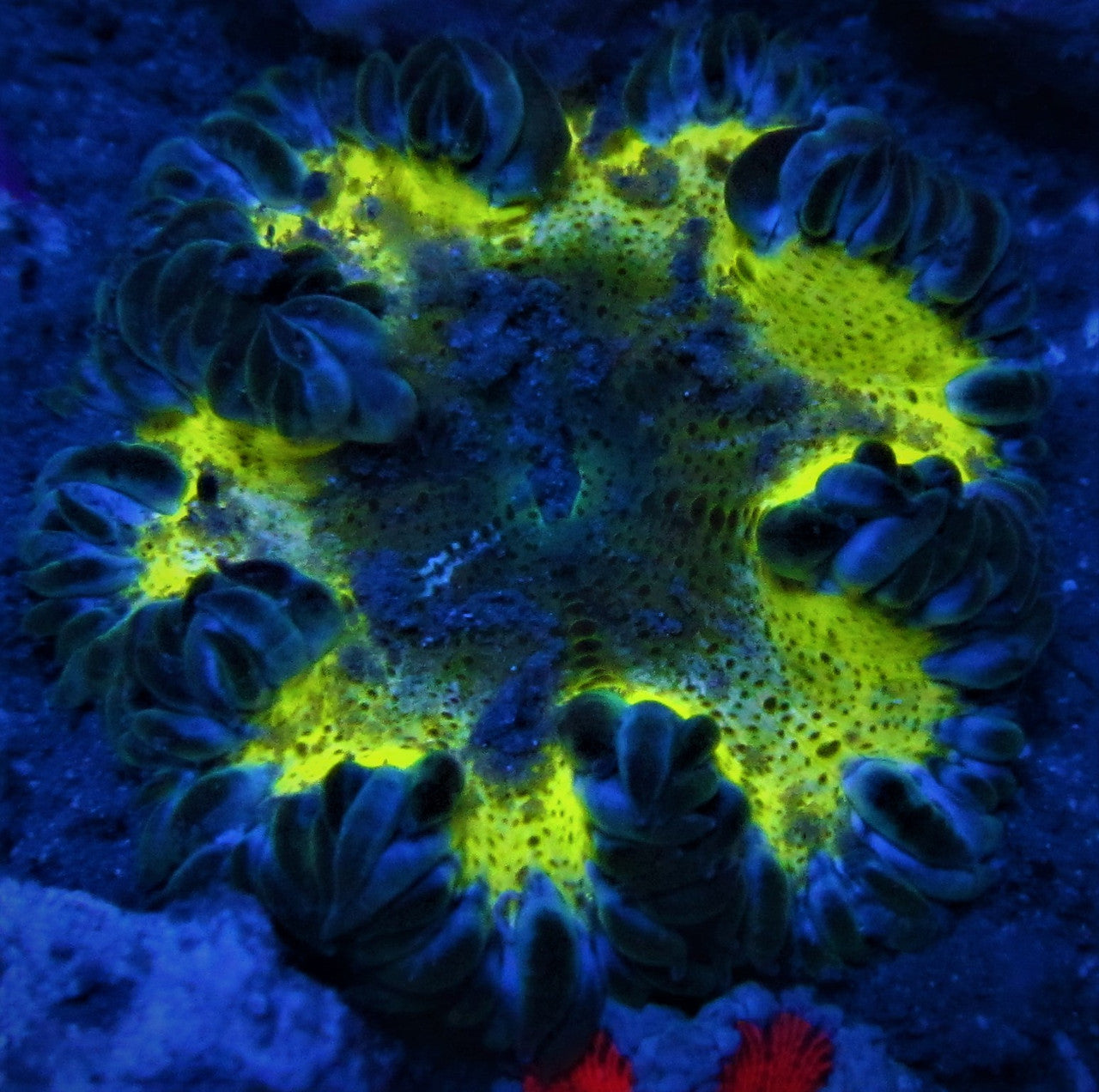 Green Burst Ultra Rock Flower Anemone