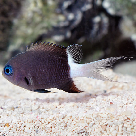 Buy Bicolor Chromis