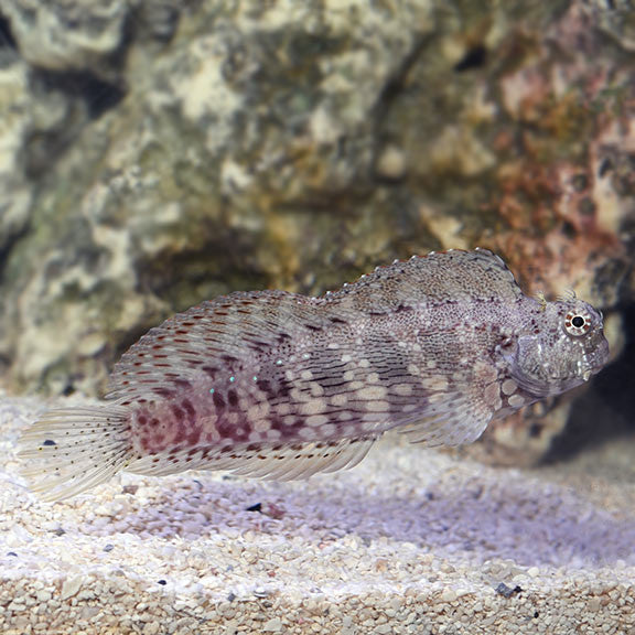 Algae Blenny on Sale