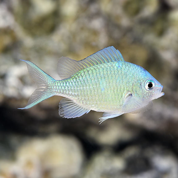 Blue / Green Chromis