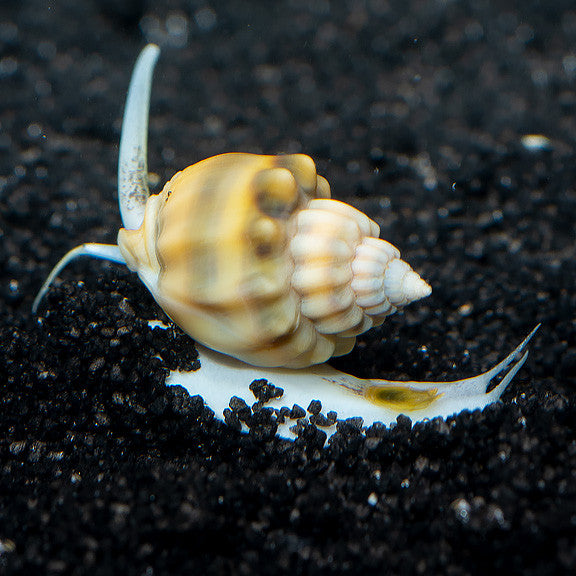 Nassarius Snail 10 Pack (vibex)