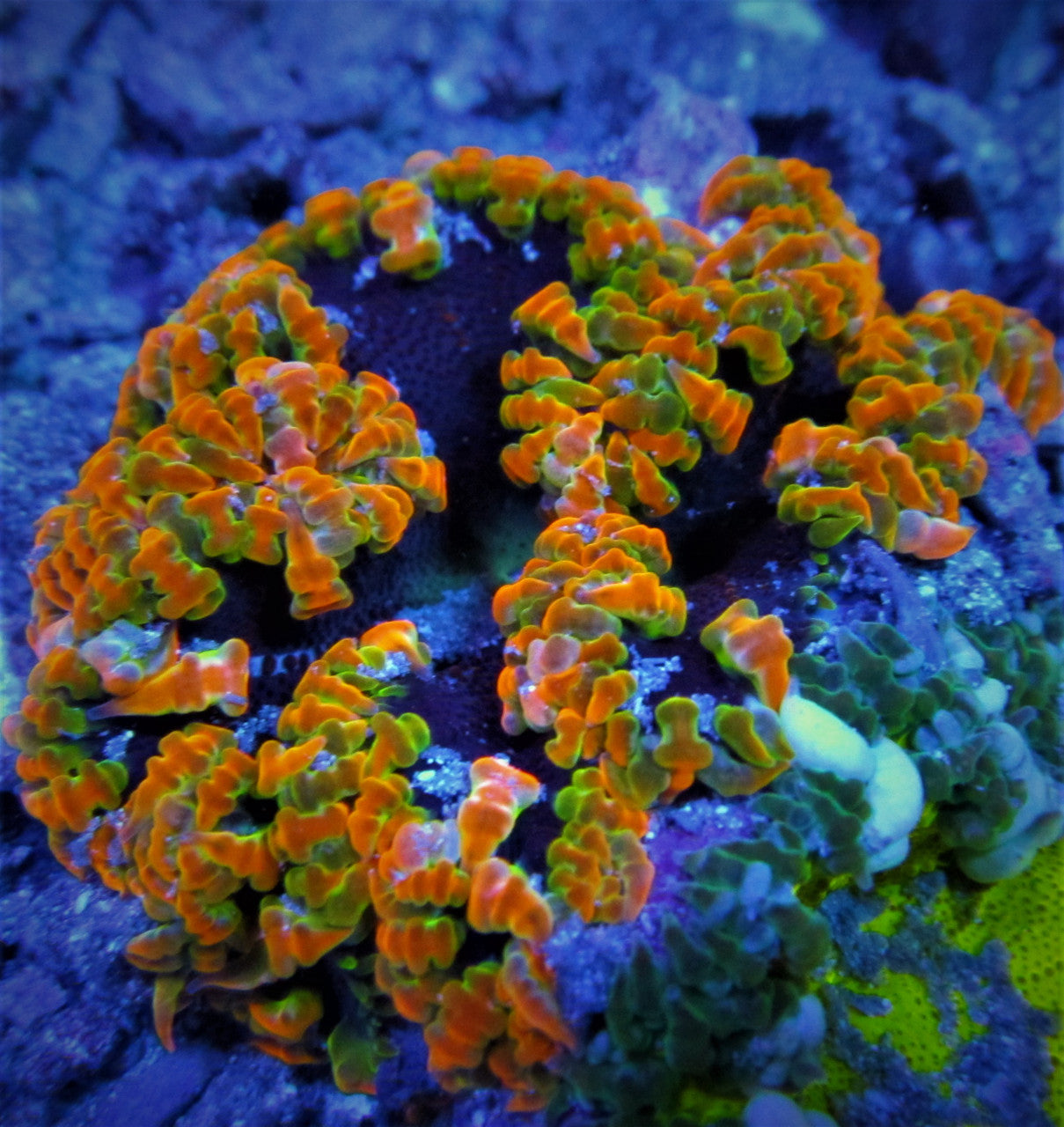 Orange and Green Lace Ultra Rock Flower Anemone