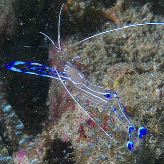 Pederson Anemone Shrimp