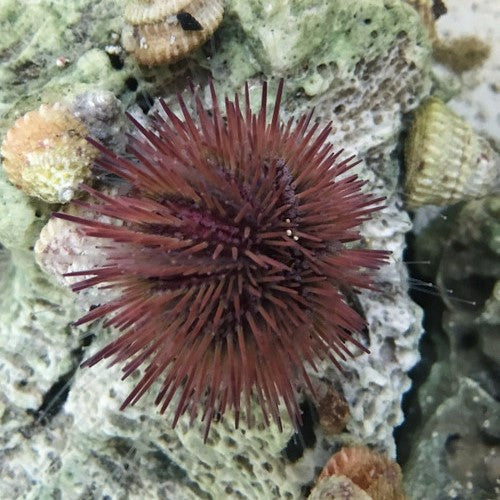 Purple Pin Cushion Urchin Large (3.25 inches or larger)