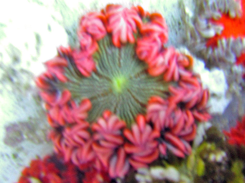 Popping Pink Pin Stripe Ultra Rock Flower Anemone