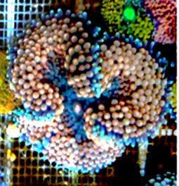 Ricodea Pink & Aqua Green