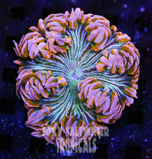 Popping Pink Pin Stripe Ultra Rock Flower Anemone
