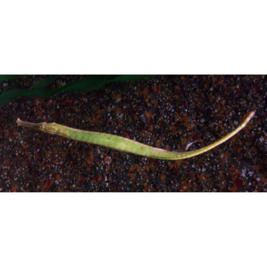Pipefish XL (larger than 10 inches)