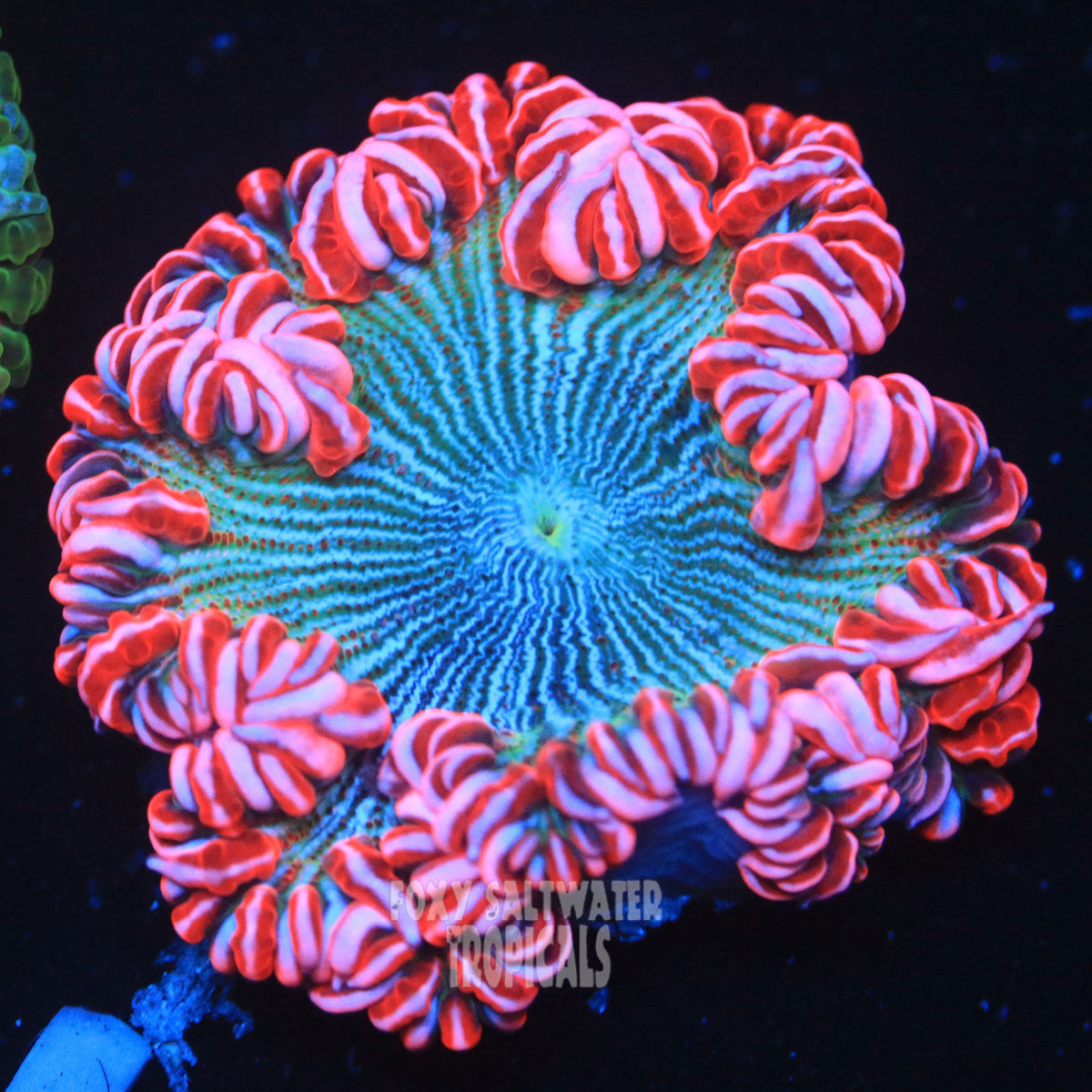 Popping Pink Pin Stripe Ultra Rock Flower Anemone