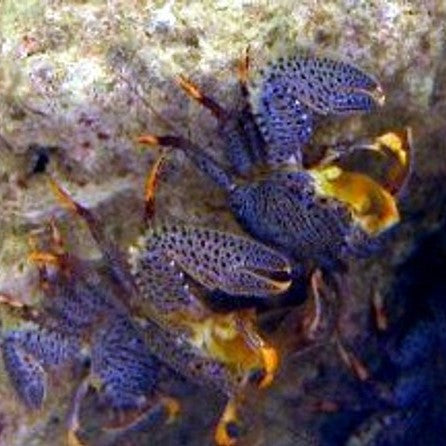 Porcelain Crab (3 pack)
