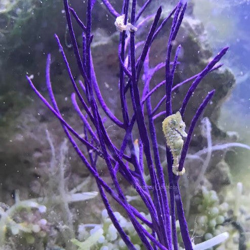 Dwarf Sea Horse-Mated Pair, The male is pregnant!