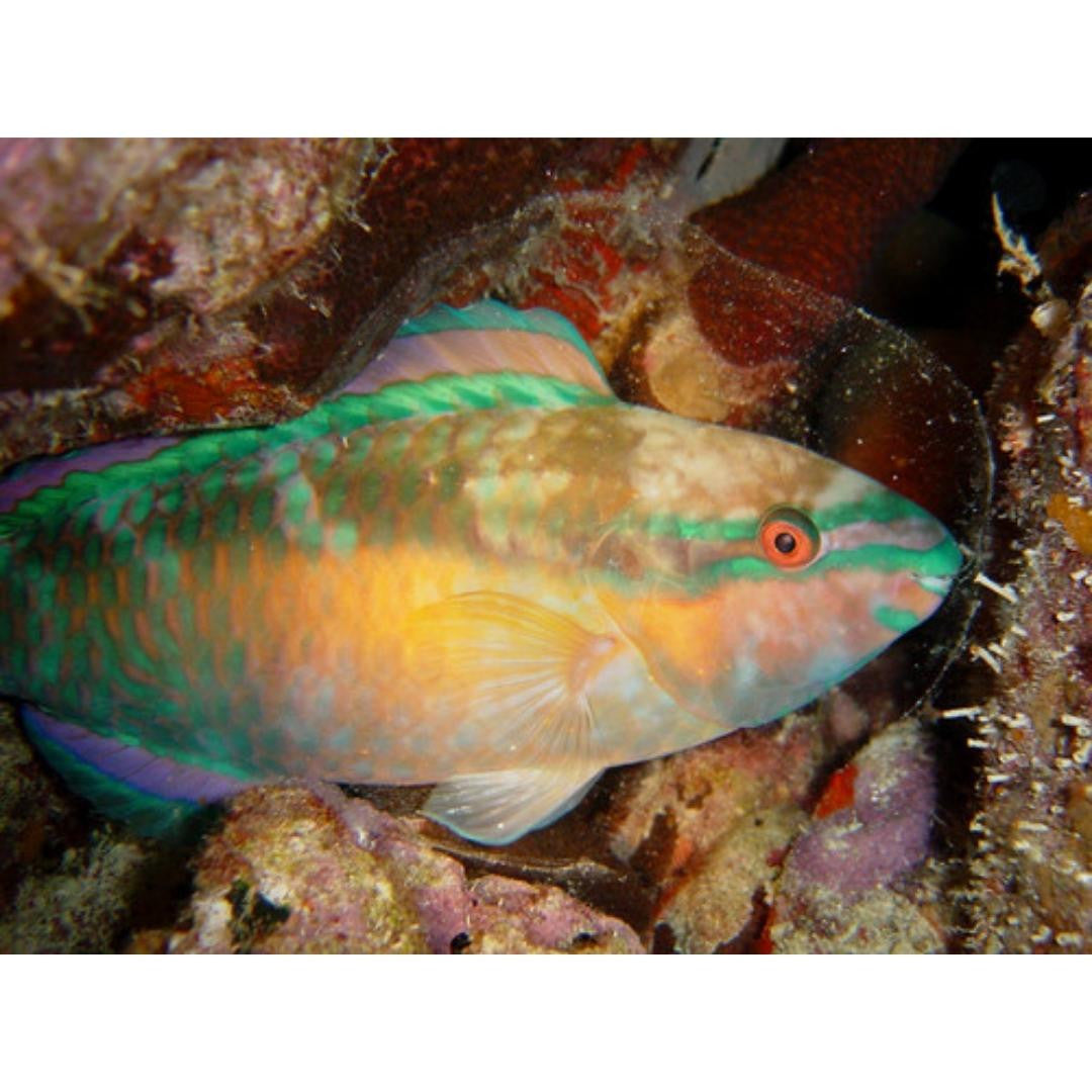 Princess Parrot (Medium 3-5")