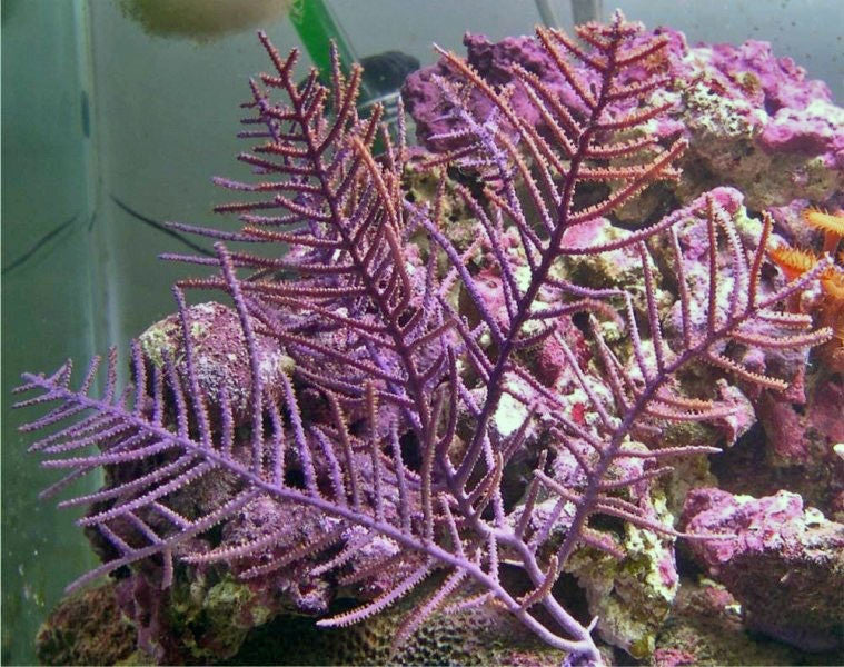 XL Purple Bush Gorgonian (10+ inches)