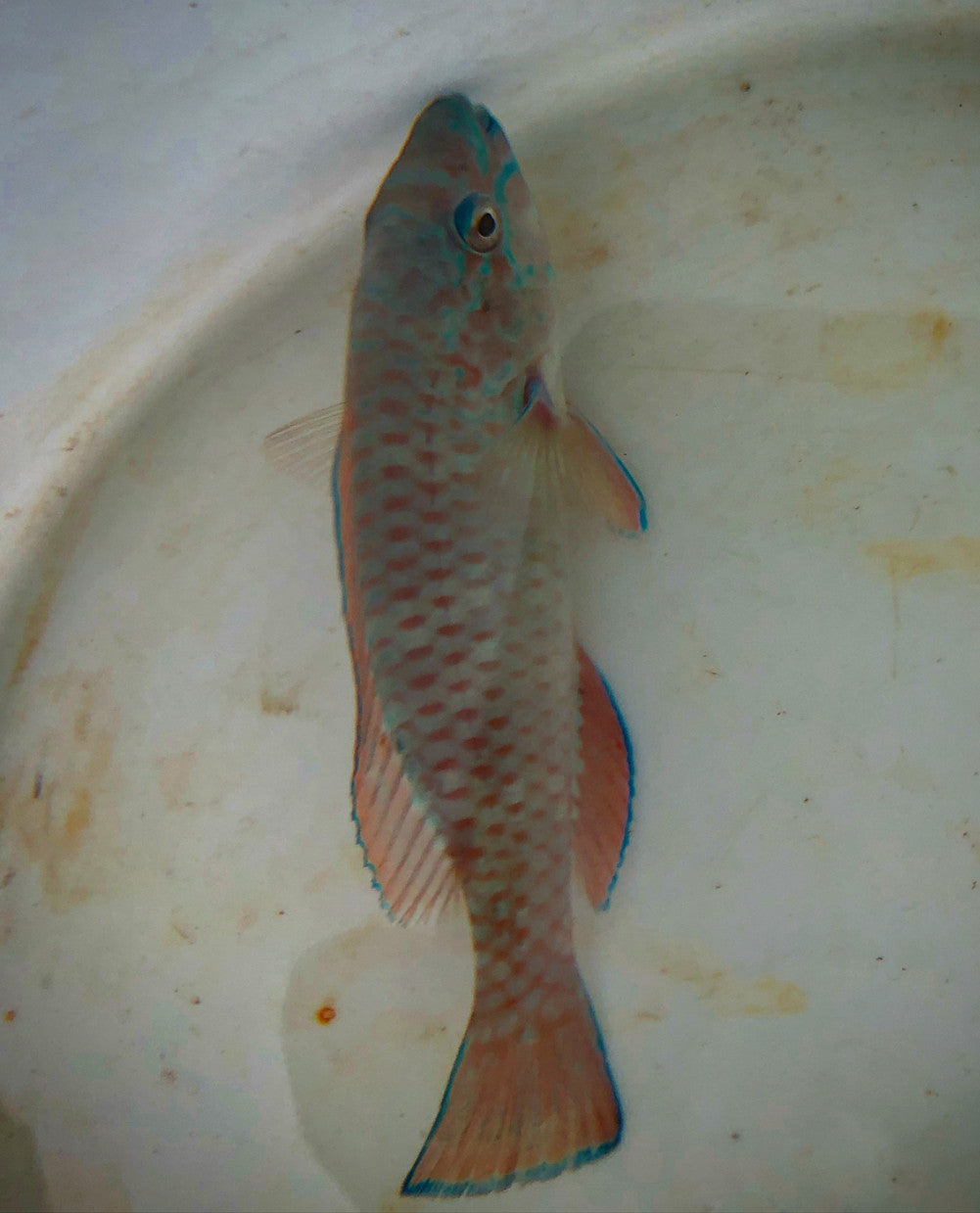 Queen Parrot (XXL 10-12")