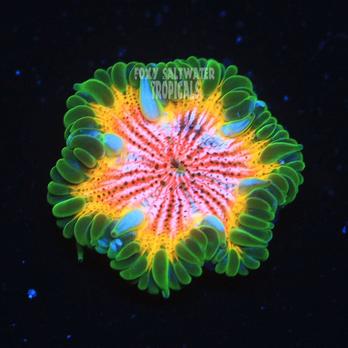 Bulls Eye Rasta Ultra Rock Flower Anemone on Sale