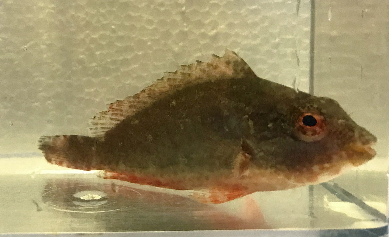 Buy Red Banded Parrotfish
