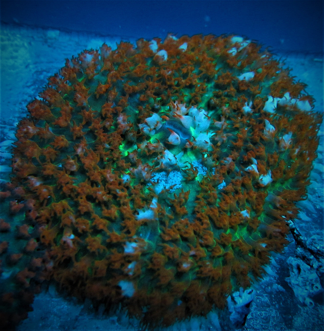 Red St. Thomas Mushroom