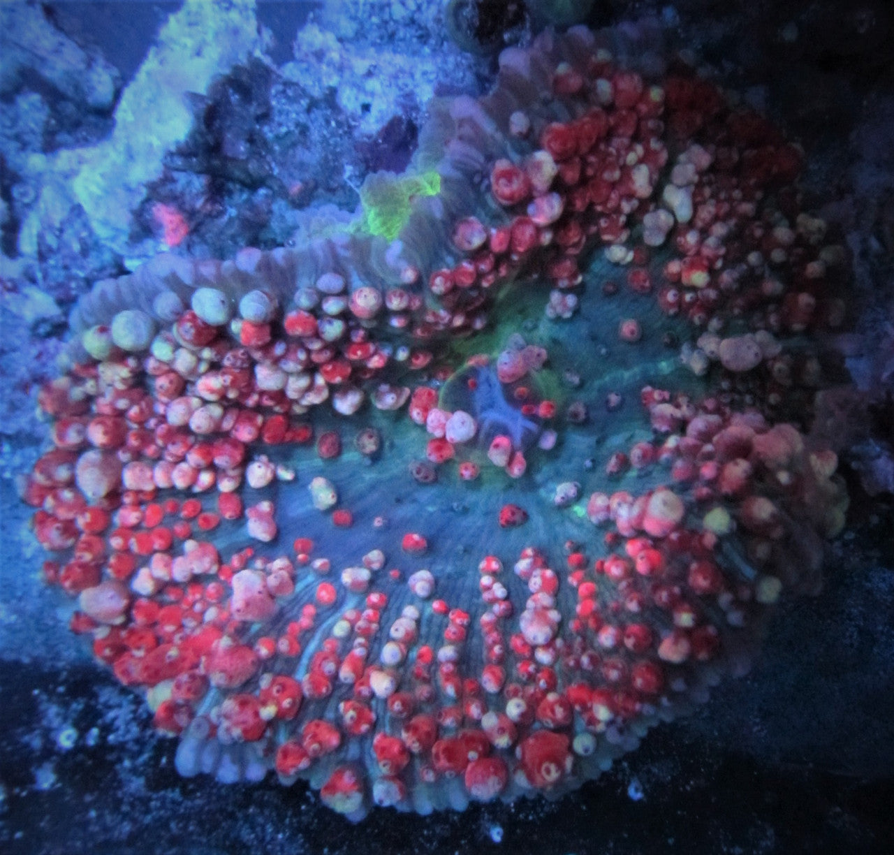 Red and White St Thomas