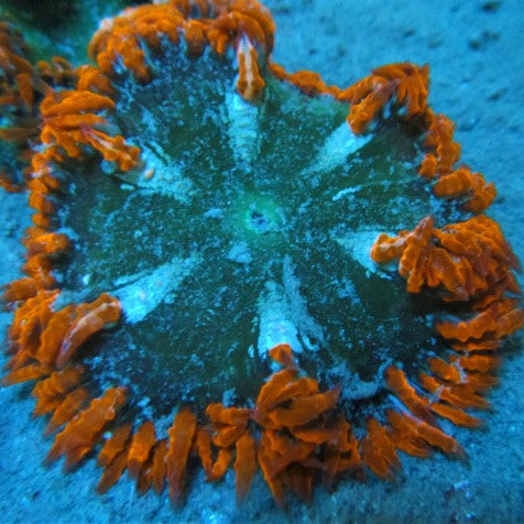 Buy Red Warrior Paint Ultra Rock Anemone