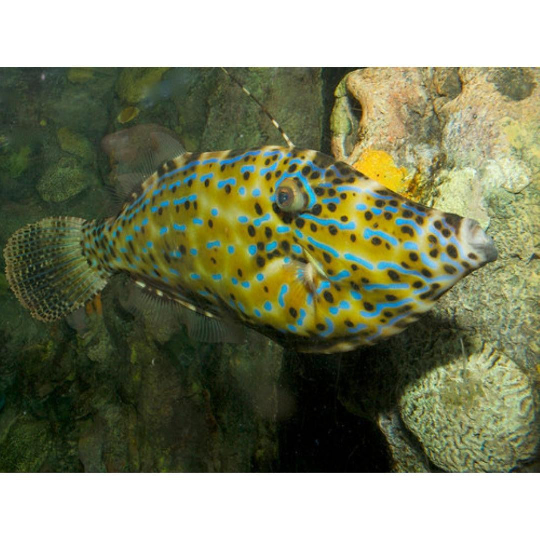 Scrawled Files (Large 8-10")