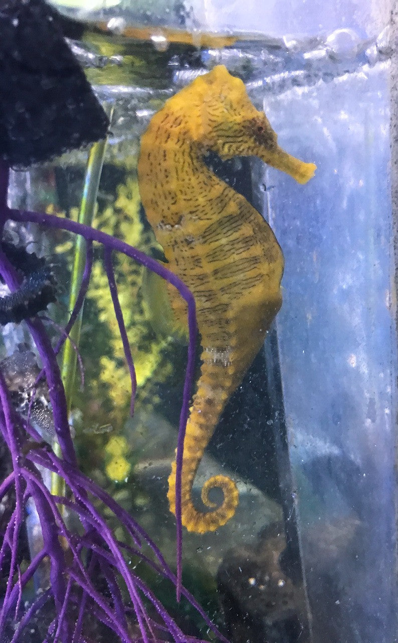 Shop Yellow Lined Seahorse