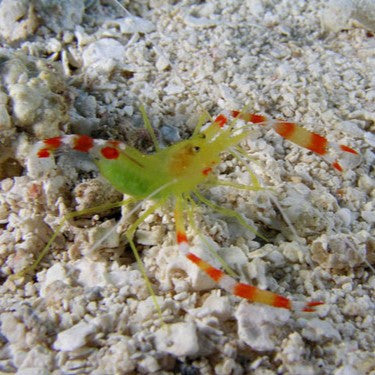 Buy Golden Coral Shrimp