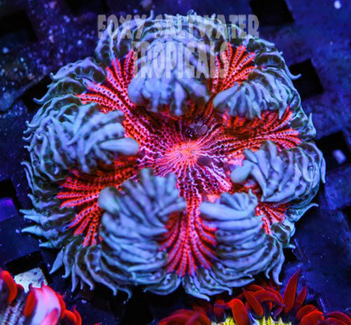 Buy Strawberry Delight Pink Ultra Rock Flower Anemone