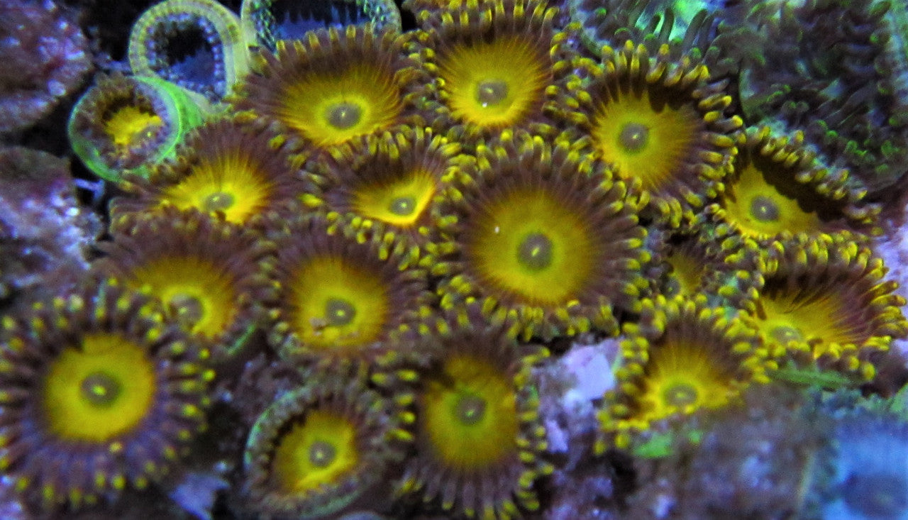 Screamin' Pumpkin Zoo 5-7