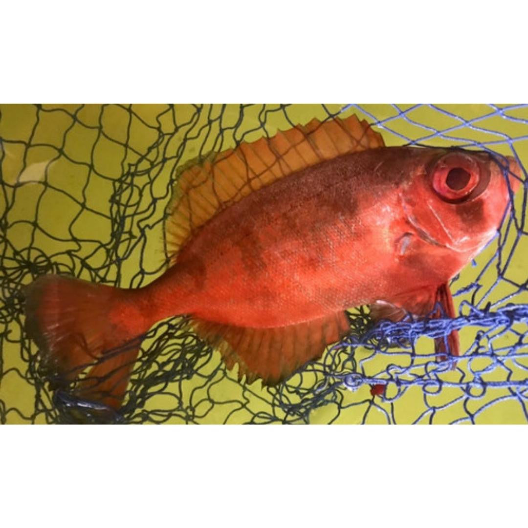 Toro Snapper XL (10-12")