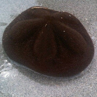 Sea Biscuit Urchin (5-8 inches)