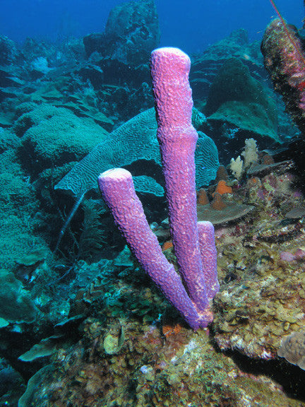 Purple Tube Sponge