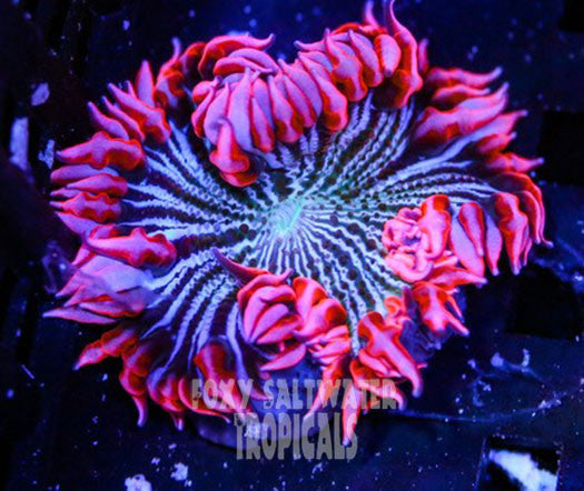 Popping Pink Pin Stripe Ultra Rock Flower Anemone
