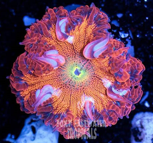 Dragon's Breath Red on Red Ultra Rock Flower Anemone